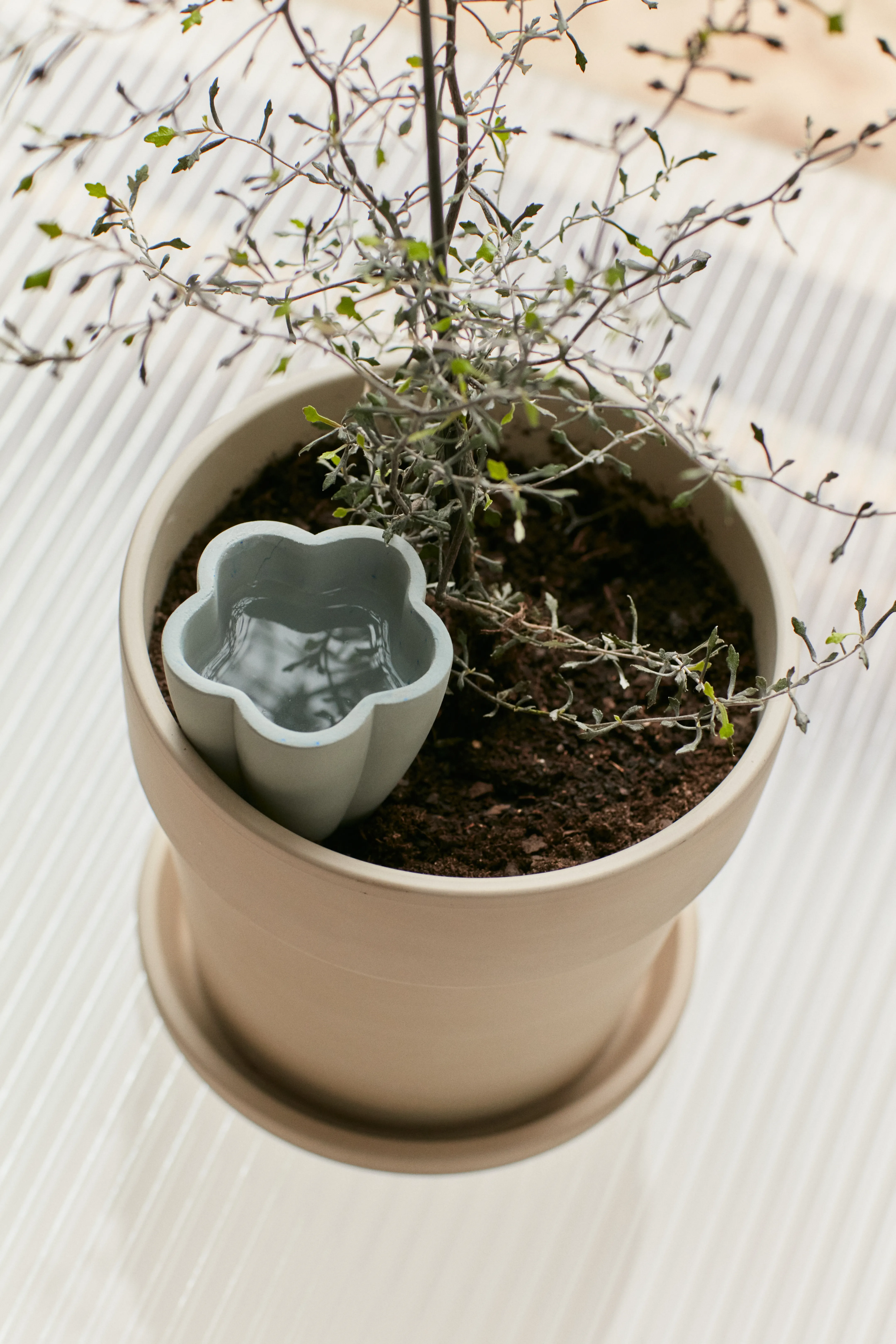 Glandes produkt do podlewania roślin